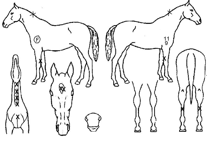 �����̺���̵��� ����,���,�޸�,�λ�,�ٸ��� Ư¡����