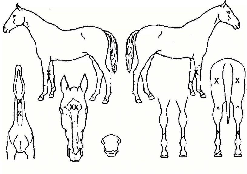 ºê¶óÀÕ·¹µåºí·ç¸ÓÀÇ Ãø¸é,¿ì¸é,µÞ¸é,µÎ»ó,´Ù¸®ÀÇ Æ¯Â¡µµÇØ