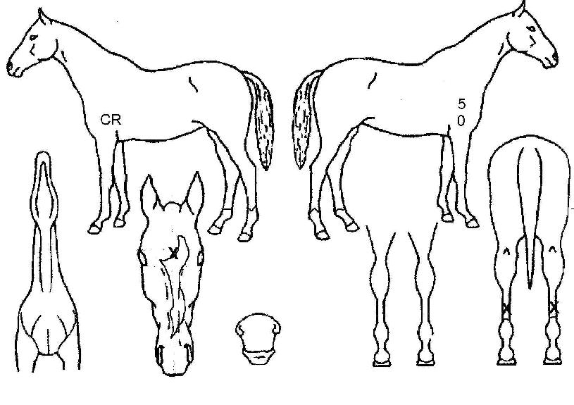 ÅÂÇÇÅÍÀÇ Ãø¸é,¿ì¸é,µÞ¸é,µÎ»ó,´Ù¸®ÀÇ Æ¯Â¡µµÇØ