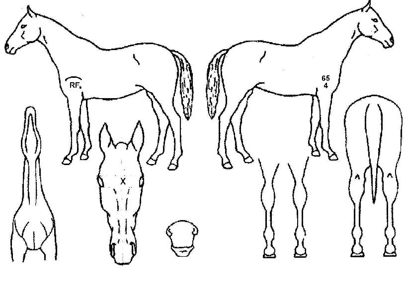 ºê¶ó¿î½ºÅèÀÇ Ãø¸é,¿ì¸é,µÞ¸é,µÎ»ó,´Ù¸®ÀÇ Æ¯Â¡µµÇØ