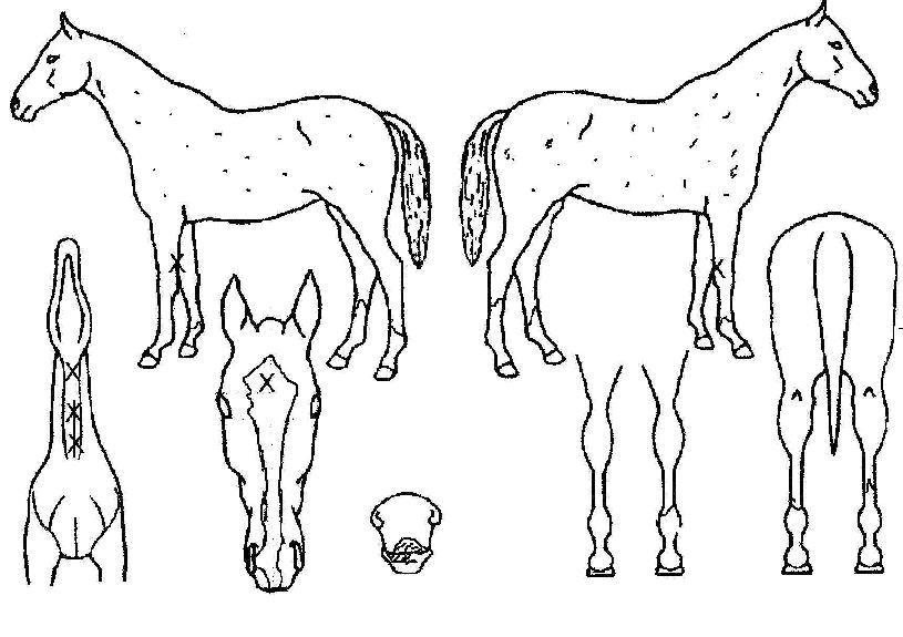 ���̼��̿������ ����,���,�޸�,�λ�,�ٸ��� Ư¡����