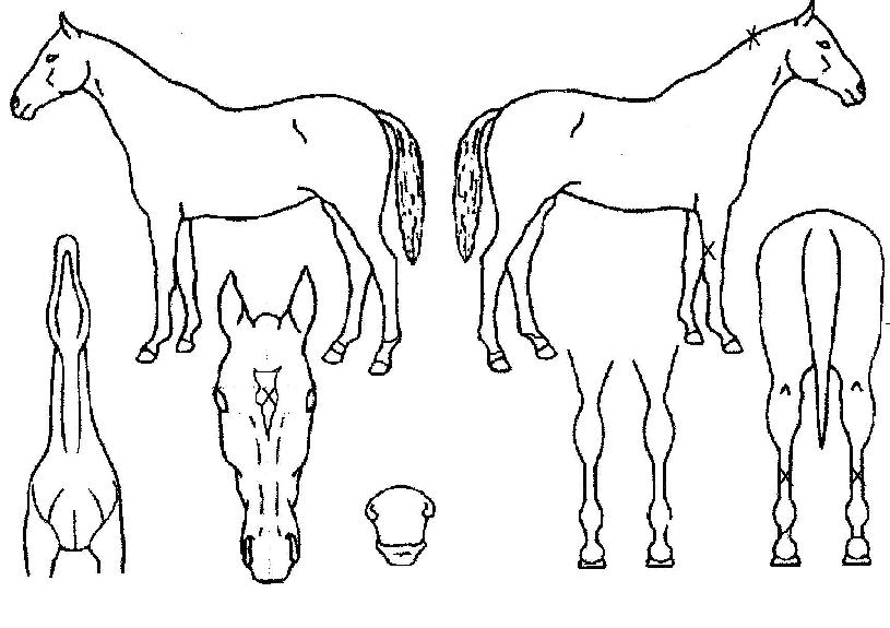 ����Ʈ���� ����,���,�޸�,�λ�,�ٸ��� Ư¡����