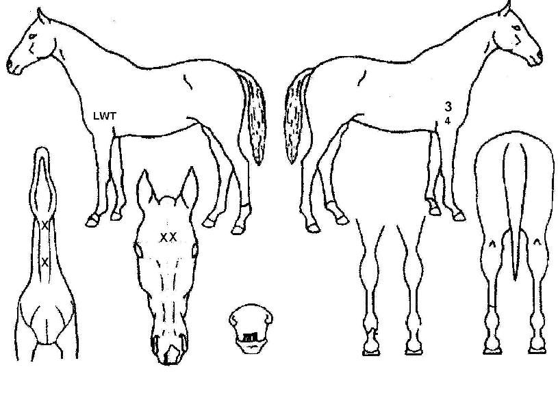 �¸����� ����,���,�޸�,�λ�,�ٸ��� Ư¡����