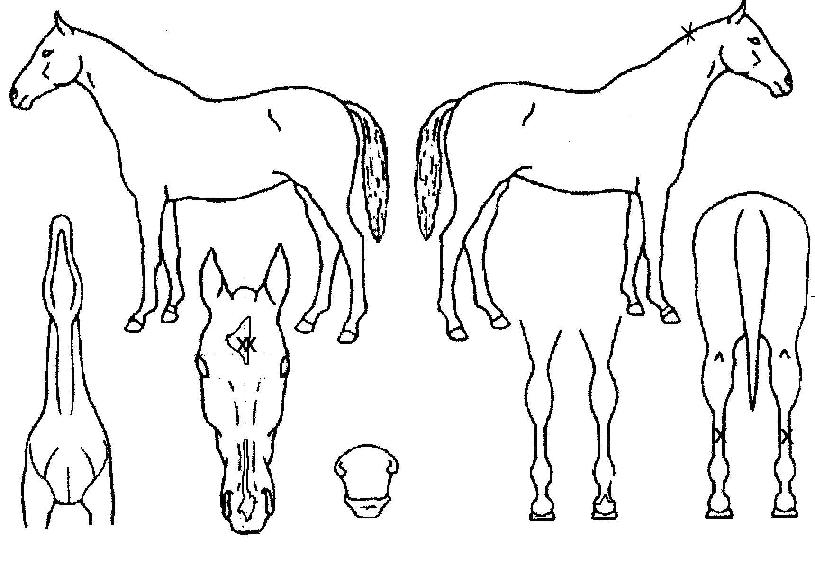 �Ӹ��������ξ����� ����,���,�޸�,�λ�,�ٸ��� Ư¡����