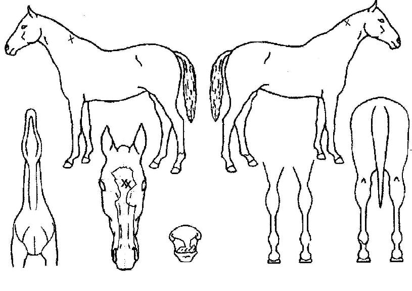 Àα׶õµð¾îÀÇ Ãø¸é,¿ì¸é,µÞ¸é,µÎ»ó,´Ù¸®ÀÇ Æ¯Â¡µµÇØ