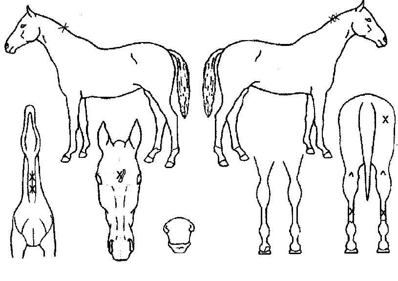 Á¦ÀÌȣũÁÖµðÀÇ Ãø¸é,¿ì¸é,µÞ¸é,µÎ»ó,´Ù¸®ÀÇ Æ¯Â¡µµÇØ