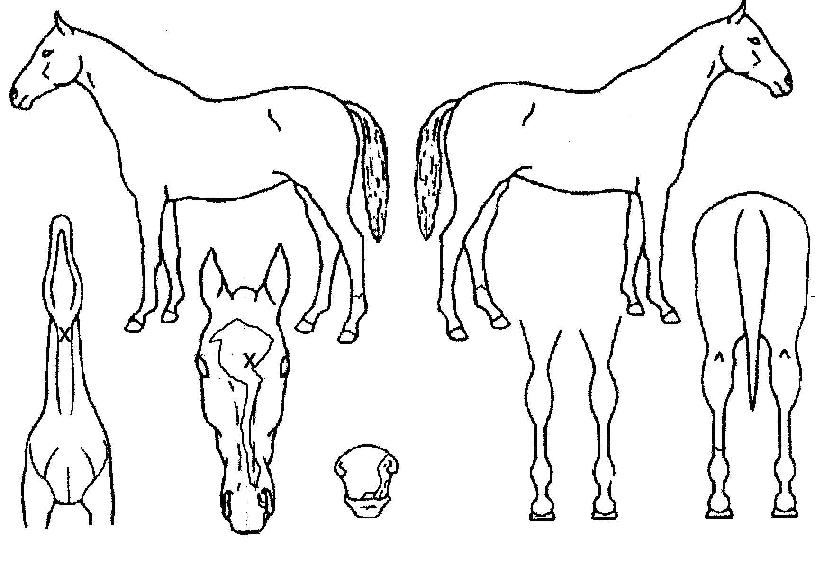 ¹«Çѳª·¡ÀÇ Ãø¸é,¿ì¸é,µÞ¸é,µÎ»ó,´Ù¸®ÀÇ Æ¯Â¡µµÇØ