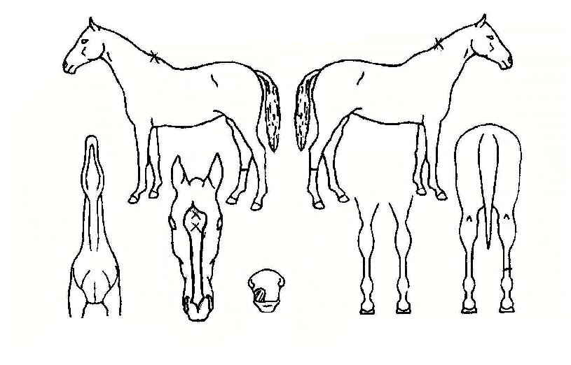 »ï¼Õ½º¿¡ÄÚÀÇ Ãø¸é,¿ì¸é,µÞ¸é,µÎ»ó,´Ù¸®ÀÇ Æ¯Â¡µµÇØ