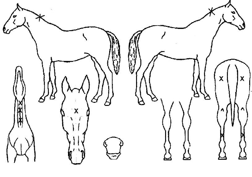 ��˷ξƷ����� ����,���,�޸�,�λ�,�ٸ��� Ư¡����