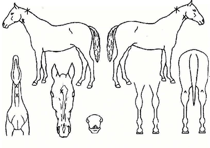 ij·µÃ÷°É·Î¾îÀÇ Ãø¸é,¿ì¸é,µÞ¸é,µÎ»ó,´Ù¸®ÀÇ Æ¯Â¡µµÇØ