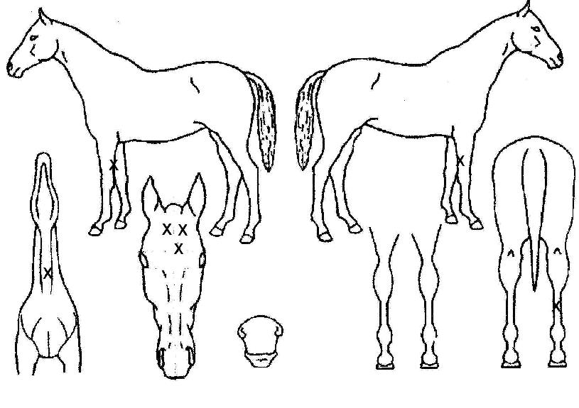 ÀåÀÚ°ÀÇ Ãø¸é,¿ì¸é,µÞ¸é,µÎ»ó,´Ù¸®ÀÇ Æ¯Â¡µµÇØ