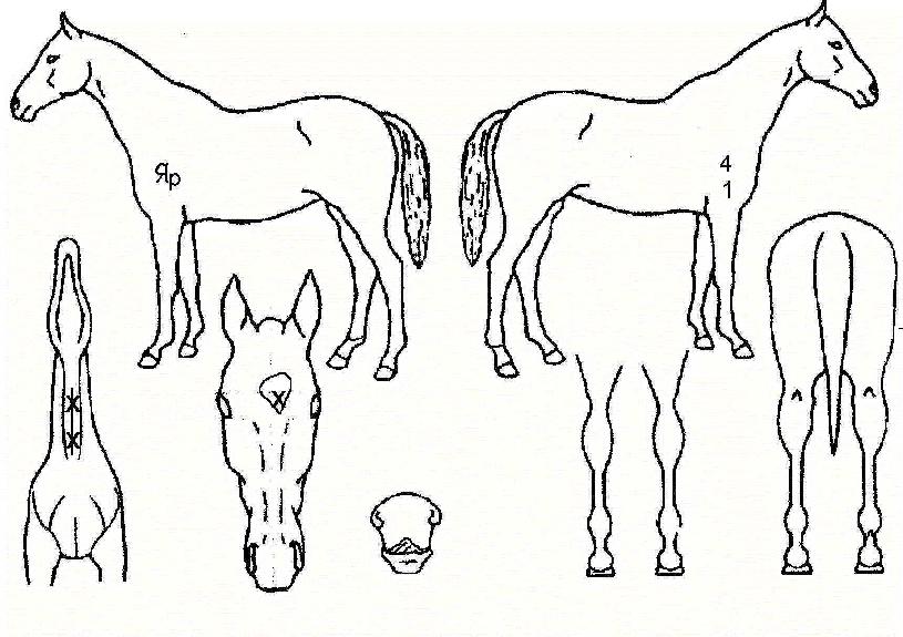 �������������� ����,���,�޸�,�λ�,�ٸ��� Ư¡����