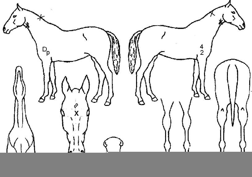 ¾ÆÅä¹ÍĹÀÇ Ãø¸é,¿ì¸é,µÞ¸é,µÎ»ó,´Ù¸®ÀÇ Æ¯Â¡µµÇØ