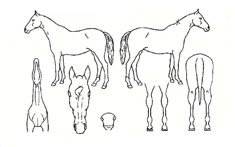 µôµôÀÚ¸¶ÀÇ Ãø¸é,¿ì¸é,µÞ¸é,µÎ»ó,´Ù¸®ÀÇ Æ¯Â¡µµÇØ