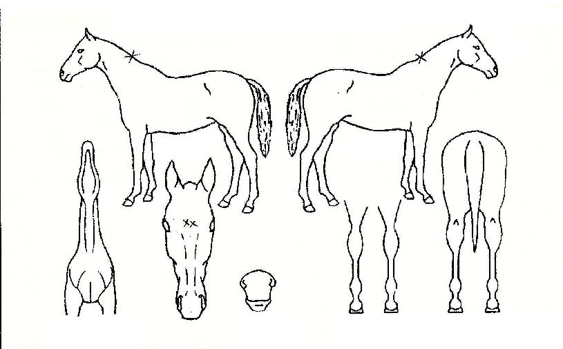 ���ο����� ����,���,�޸�,�λ�,�ٸ��� Ư¡����