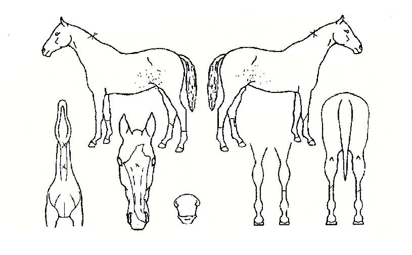 ¿ø´õ¾×Æ®¸®½ºÀÇ Ãø¸é,¿ì¸é,µÞ¸é,µÎ»ó,´Ù¸®ÀÇ Æ¯Â¡µµÇØ