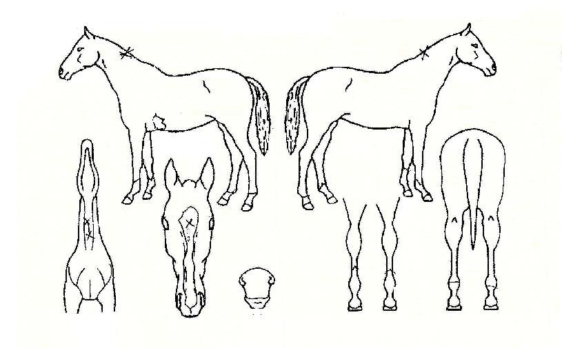 ����帲�� ����,���,�޸�,�λ�,�ٸ��� Ư¡����