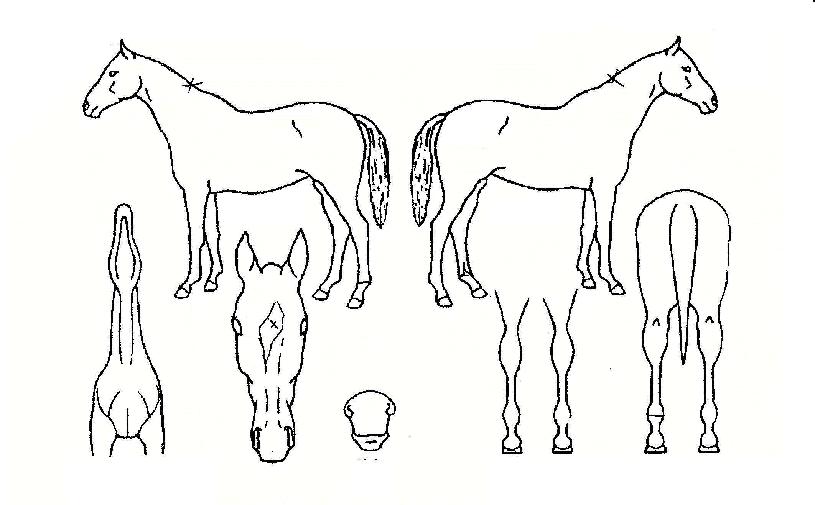 Ư������ ����,���,�޸�,�λ�,�ٸ��� Ư¡����