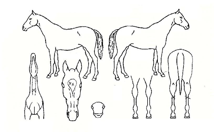 ��������� ����,���,�޸�,�λ�,�ٸ��� Ư¡����