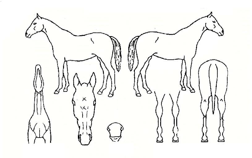 ���ֺ����� ����,���,�޸�,�λ�,�ٸ��� Ư¡����