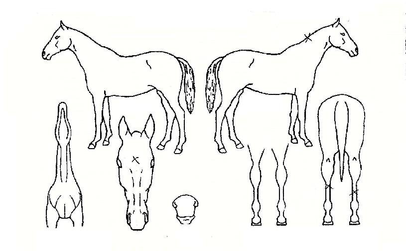 �˶�ī�ڸ��� ����,���,�޸�,�λ�,�ٸ��� Ư¡����