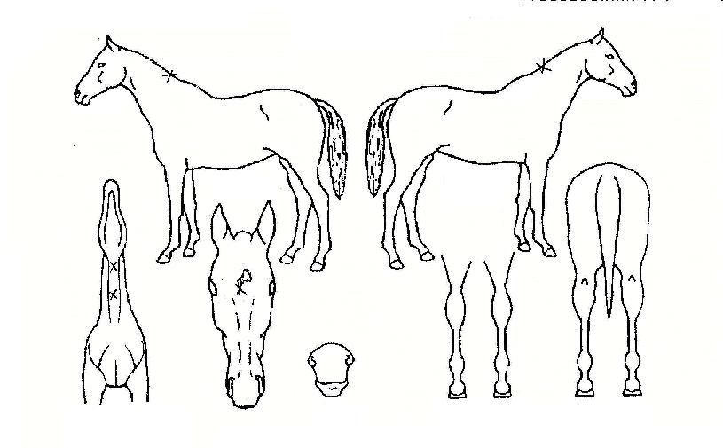 �ϸƻ����� ����,���,�޸�,�λ�,�ٸ��� Ư¡����