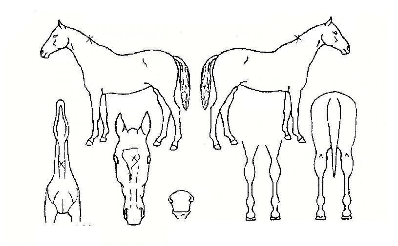 �츮��Ƽ�ڸ��� ����,���,�޸�,�λ�,�ٸ��� Ư¡����