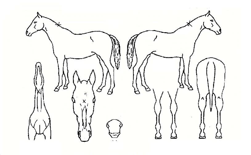 õÇÏÀÎÀÇ Ãø¸é,¿ì¸é,µÞ¸é,µÎ»ó,´Ù¸®ÀÇ Æ¯Â¡µµÇØ