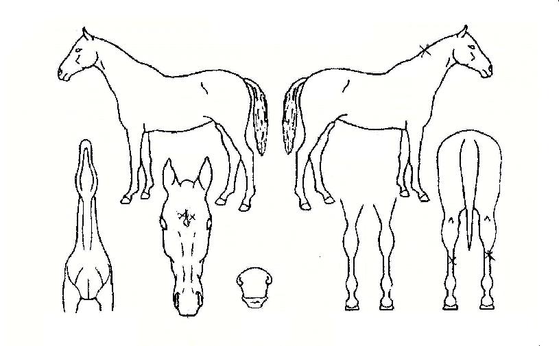 Ȧ������ŷ�� ����,���,�޸�,�λ�,�ٸ��� Ư¡����