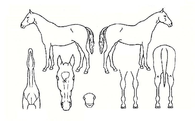 ���������ڸ��� ����,���,�޸�,�λ�,�ٸ��� Ư¡����