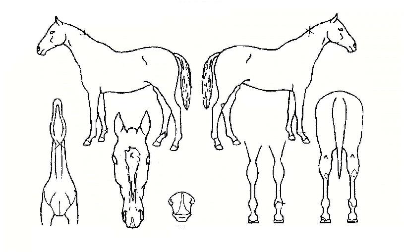 ���л���� ����,���,�޸�,�λ�,�ٸ��� Ư¡����