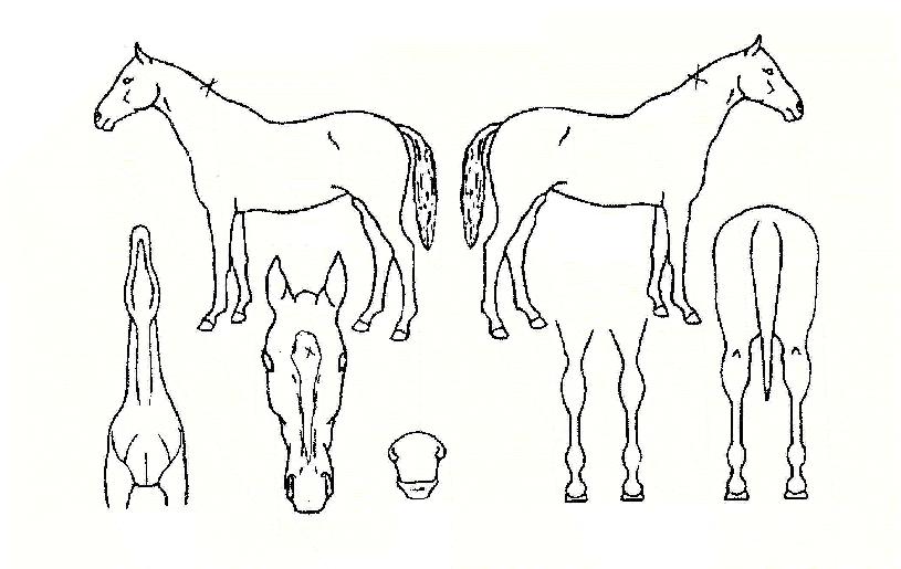 ���عٴ��� ����,���,�޸�,�λ�,�ٸ��� Ư¡����