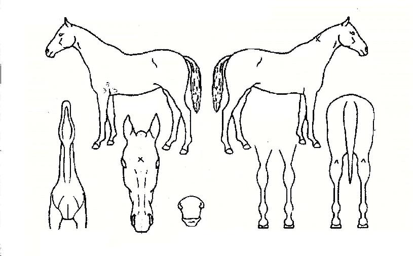 ºÎ°æ´ëÀåÀÇ Ãø¸é,¿ì¸é,µÞ¸é,µÎ»ó,´Ù¸®ÀÇ Æ¯Â¡µµÇØ