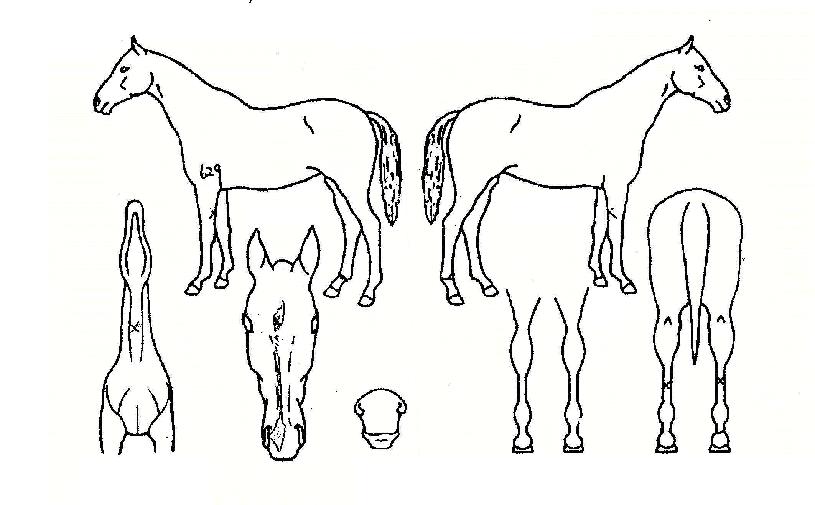 ¿ì¶ó¿ì¶óÀÇ Ãø¸é,¿ì¸é,µÞ¸é,µÎ»ó,´Ù¸®ÀÇ Æ¯Â¡µµÇØ