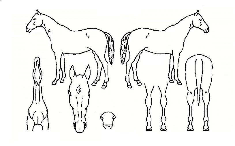 Ž��������� ����,���,�޸�,�λ�,�ٸ��� Ư¡����