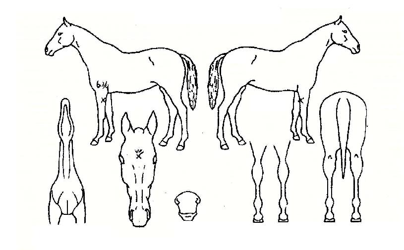 Ãʸð¶û¸¶ÀÇ Ãø¸é,¿ì¸é,µÞ¸é,µÎ»ó,´Ù¸®ÀÇ Æ¯Â¡µµÇØ