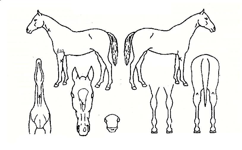 �¸��� ����,���,�޸�,�λ�,�ٸ��� Ư¡����