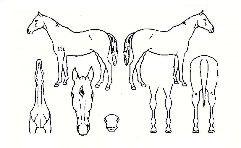 �ö�����Ƽ�� ����,���,�޸�,�λ�,�ٸ��� Ư¡����