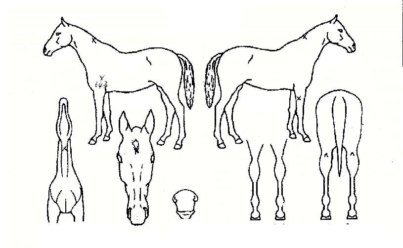 ���갡���� ����,���,�޸�,�λ�,�ٸ��� Ư¡����