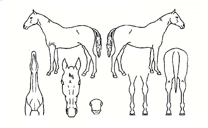 ÇѸþÀÇ Ãø¸é,¿ì¸é,µÞ¸é,µÎ»ó,´Ù¸®ÀÇ Æ¯Â¡µµÇØ