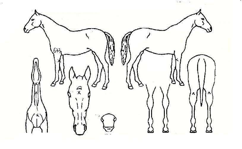 ���ݽô��� ����,���,�޸�,�λ�,�ٸ��� Ư¡����