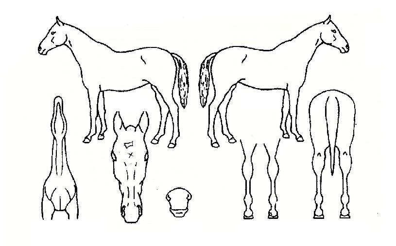 �������� ����,���,�޸�,�λ�,�ٸ��� Ư¡����