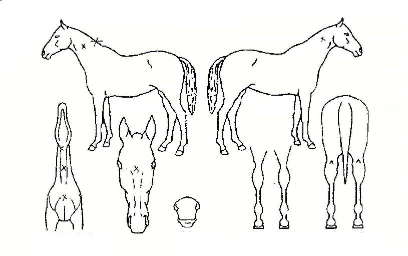 ȯ��Ŀ���� ����,���,�޸�,�λ�,�ٸ��� Ư¡����