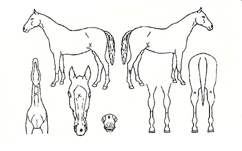 ±Ýºû°¥Ã¤ÀÇ Ãø¸é,¿ì¸é,µÞ¸é,µÎ»ó,´Ù¸®ÀÇ Æ¯Â¡µµÇØ