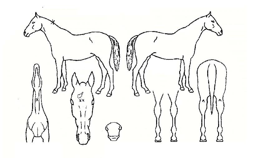 ��Ʈ��Ÿ�� ����,���,�޸�,�λ�,�ٸ��� Ư¡����