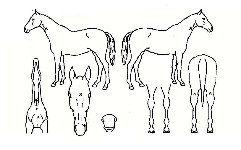 ºê¶óº¸Ã¨ÇǾðÀÇ Ãø¸é,¿ì¸é,µÞ¸é,µÎ»ó,´Ù¸®ÀÇ Æ¯Â¡µµÇØ