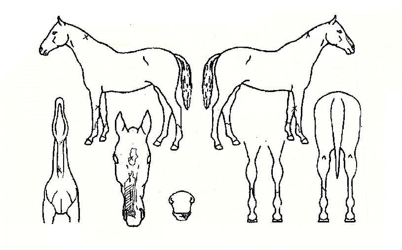 ´©¸®ÆòÁ¤ÀÇ Ãø¸é,¿ì¸é,µÞ¸é,µÎ»ó,´Ù¸®ÀÇ Æ¯Â¡µµÇØ