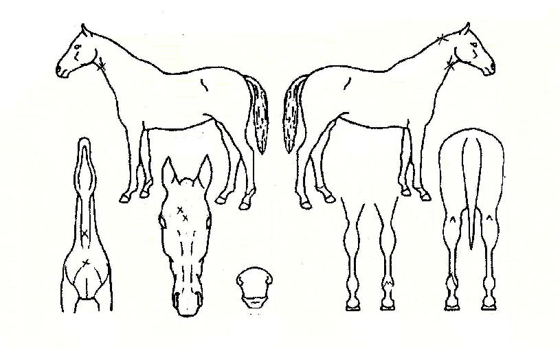 ����ī�������� ����,���,�޸�,�λ�,�ٸ��� Ư¡����