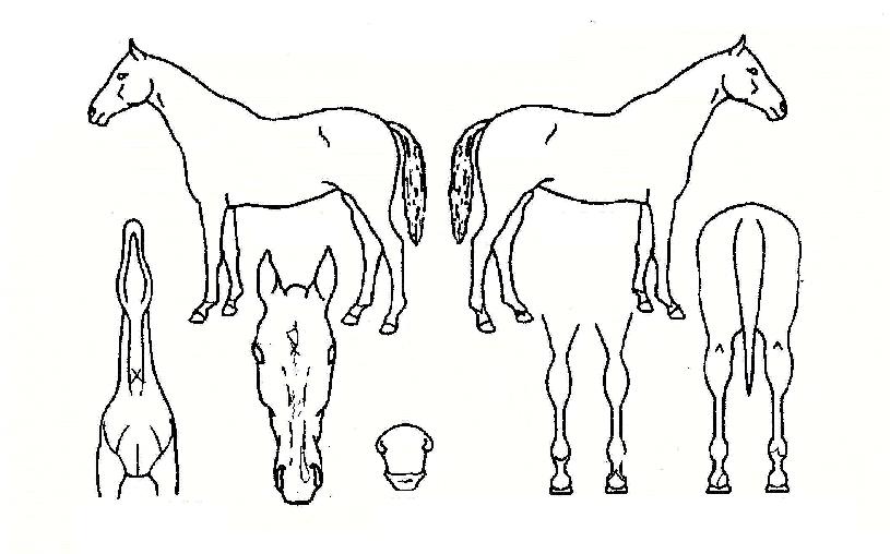 ¹é¶ô°íÀÇ Ãø¸é,¿ì¸é,µÞ¸é,µÎ»ó,´Ù¸®ÀÇ Æ¯Â¡µµÇØ