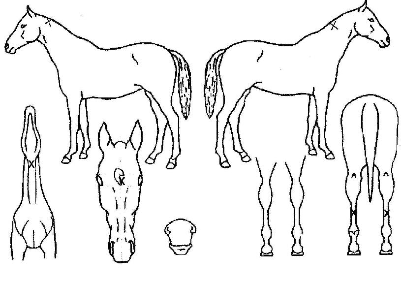 °ß¿ì¼ºÀÇ Ãø¸é,¿ì¸é,µÞ¸é,µÎ»ó,´Ù¸®ÀÇ Æ¯Â¡µµÇØ